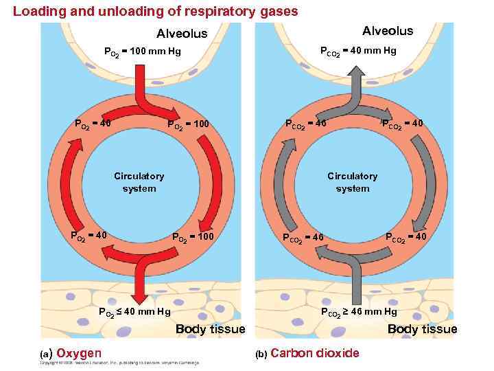 Loading and unloading of respiratory gases Alveolus PCO 2 = 40 mm Hg PO