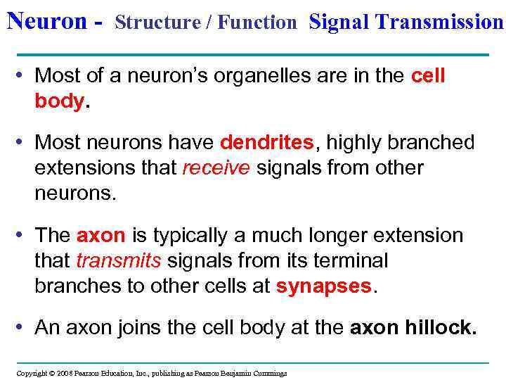 Neuron - Structure / Function Signal Transmission • Most of a neuron’s organelles are