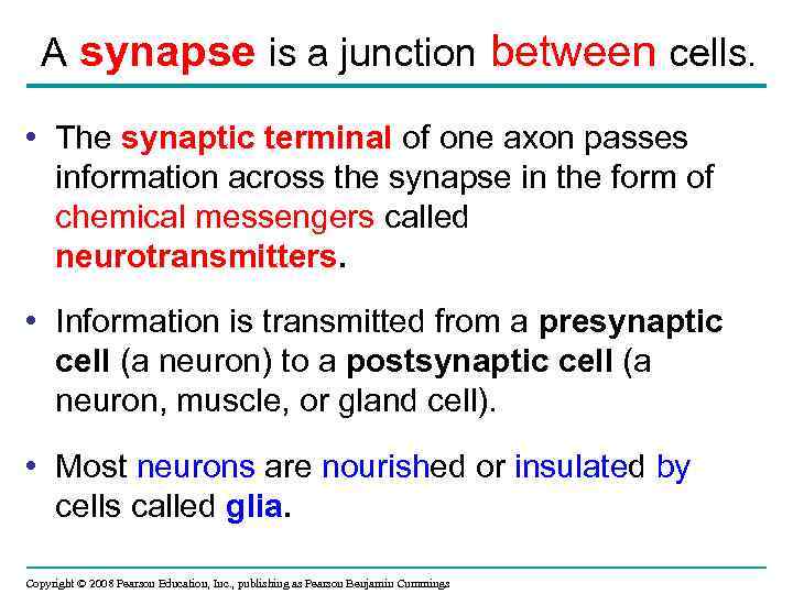 A synapse is a junction between cells. • The synaptic terminal of one axon