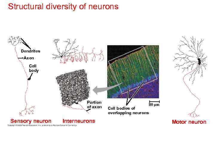 Structural diversity of neurons Dendrites Axon Cell body Portion of axon Sensory neuron Interneurons