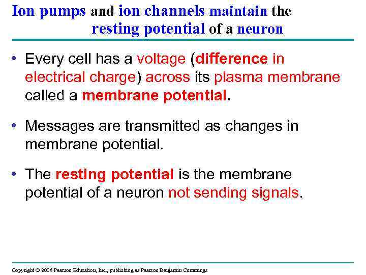 Ion pumps and ion channels maintain the resting potential of a neuron • Every