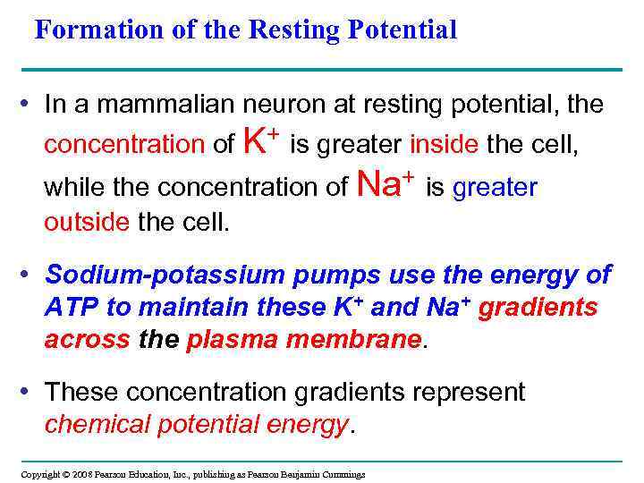 Formation of the Resting Potential • In a mammalian neuron at resting potential, the