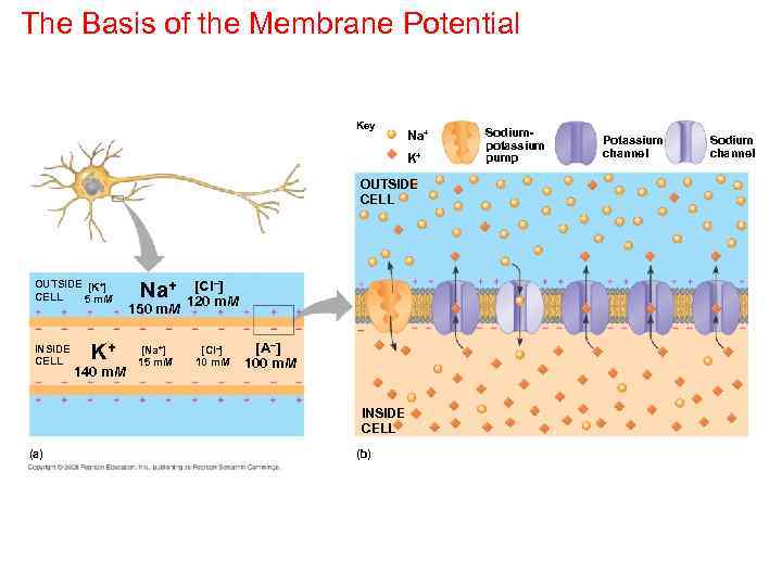 The Basis of the Membrane Potential Key Na+ K+ OUTSIDE CELL OUTSIDE [K+] CELL