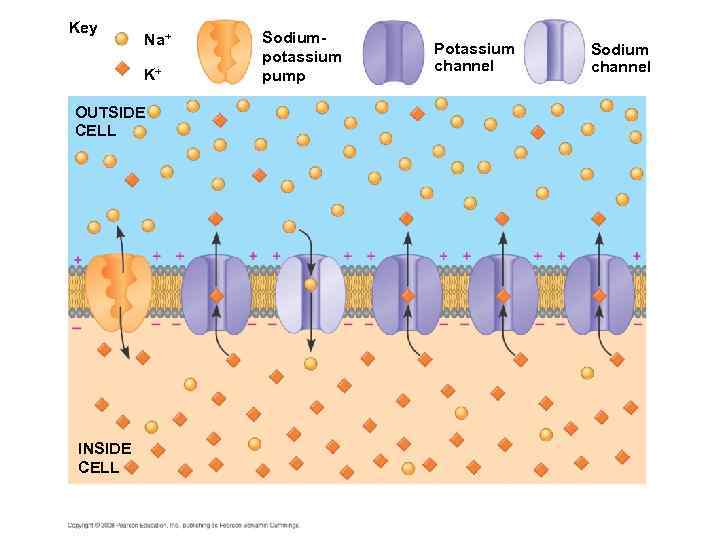 Key Na+ K+ OUTSIDE CELL INSIDE CELL Sodiumpotassium pump Potassium channel Sodium channel 