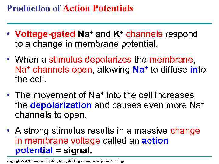 Production of Action Potentials • Voltage-gated Na+ and K+ channels respond to a change