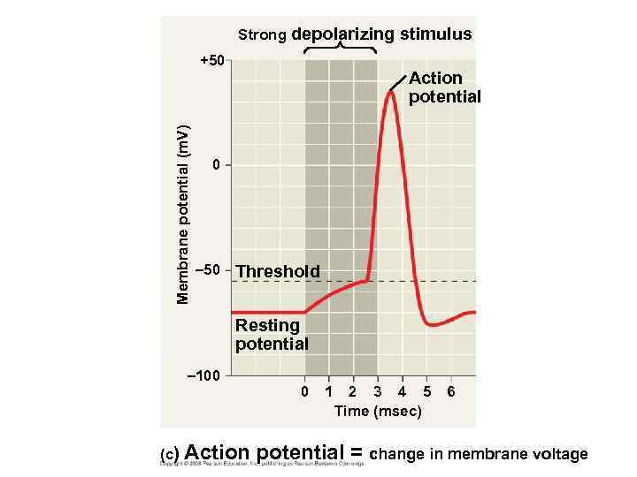 Strong depolarizing stimulus Membrane potential (m. V) +50 Action potential 0 – 50 Threshold