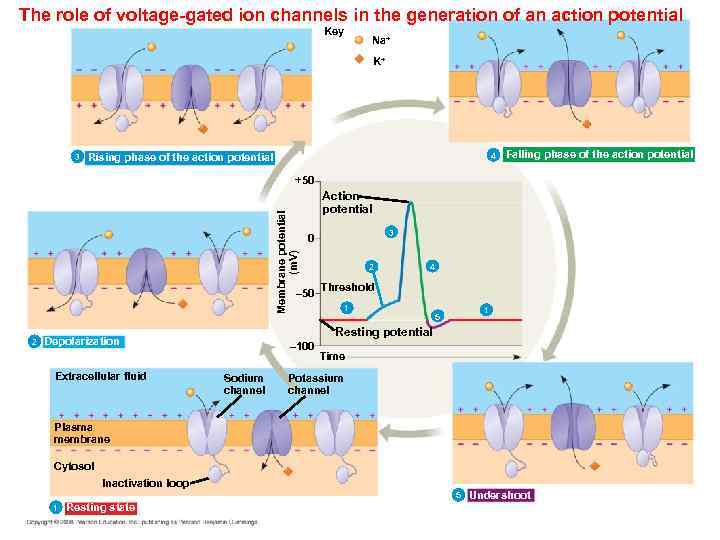 The role of voltage-gated ion channels in the generation of an action potential Key