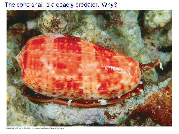 The cone snail is a deadly predator. Why? 