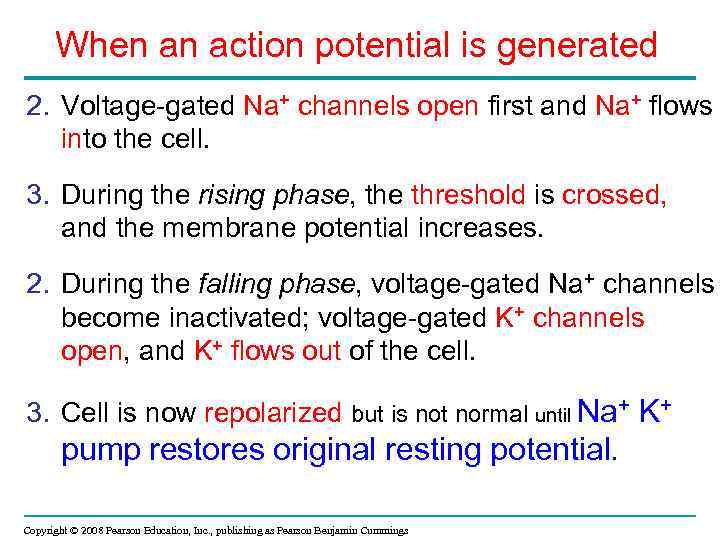 When an action potential is generated 2. Voltage-gated Na+ channels open first and Na+