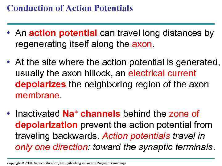 Conduction of Action Potentials • An action potential can travel long distances by regenerating