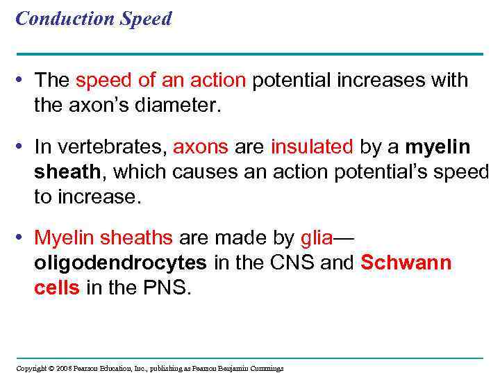 Conduction Speed • The speed of an action potential increases with the axon’s diameter.