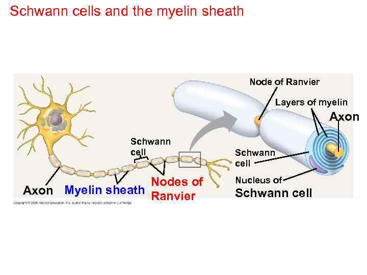 Schwann cells and the myelin sheath Node of Ranvier Layers of myelin Axon Schwann