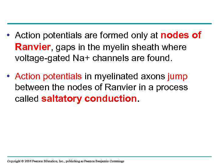  • Action potentials are formed only at nodes of Ranvier, gaps in the