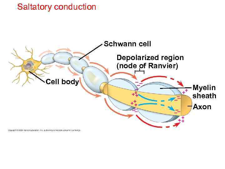 Saltatory conduction Schwann cell Depolarized region (node of Ranvier) Cell body Myelin sheath Axon