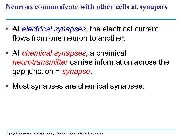 Neurons communicate with other cells at synapses • At electrical synapses, the electrical current