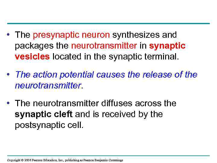  • The presynaptic neuron synthesizes and packages the neurotransmitter in synaptic vesicles located