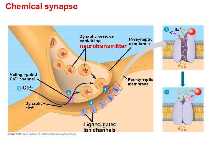 Chemical synapse 5 Synaptic vesicles containing neurotransmitter Voltage-gated Ca 2+ channel 1 Ca 2+