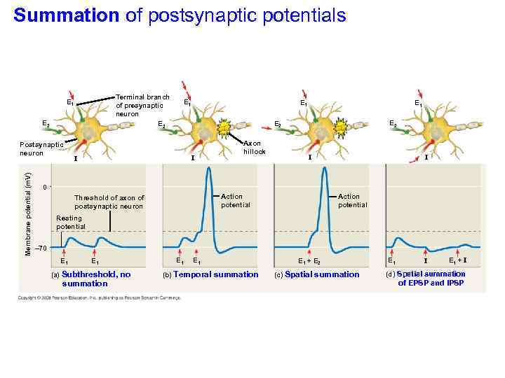 Summation of postsynaptic potentials Terminal branch of presynaptic neuron E 2 E 1 E