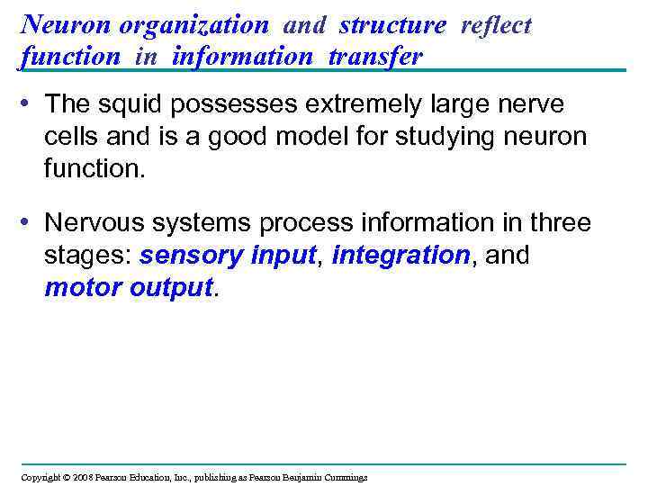 Neuron organization and structure reflect function in information transfer • The squid possesses extremely