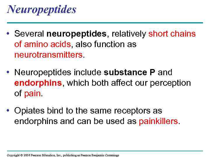 Neuropeptides • Several neuropeptides, relatively short chains of amino acids, also function as neurotransmitters.