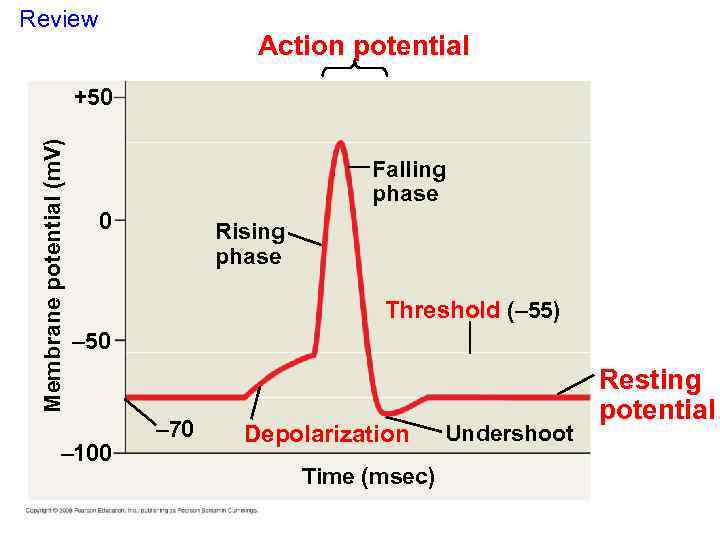 Review Action potential Membrane potential (m. V) +50 Falling phase 0 Rising phase Threshold