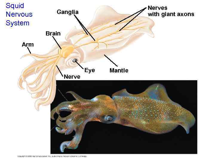 Squid Nervous System Nerves with giant axons Ganglia Brain Arm Nerve Eye Mantle 