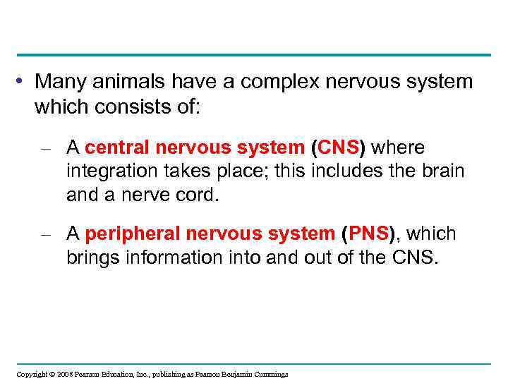  • Many animals have a complex nervous system which consists of: – A