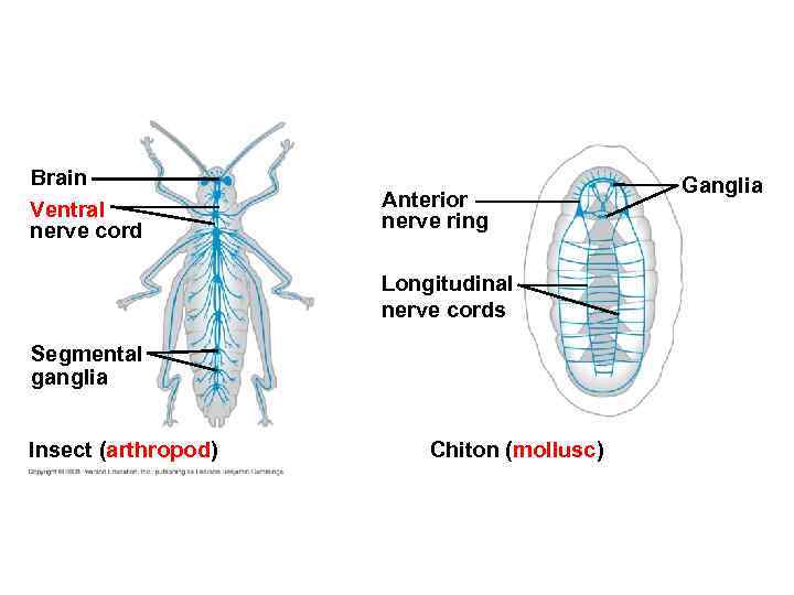 Brain Ventral nerve cord Anterior nerve ring Longitudinal nerve cords Segmental ganglia Insect (arthropod)