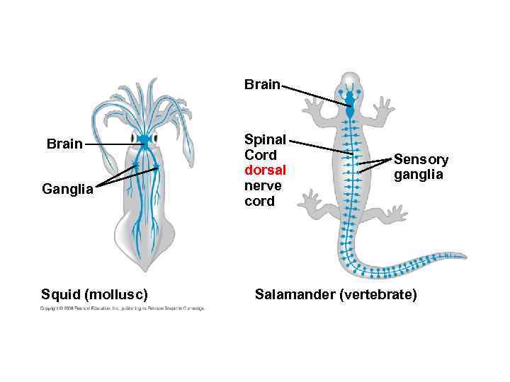 Brain Ganglia Squid (mollusc) Spinal Cord dorsal nerve cord Sensory ganglia Salamander (vertebrate) 