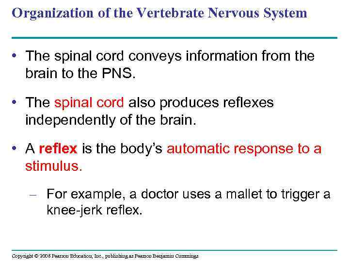 Organization of the Vertebrate Nervous System • The spinal cord conveys information from the