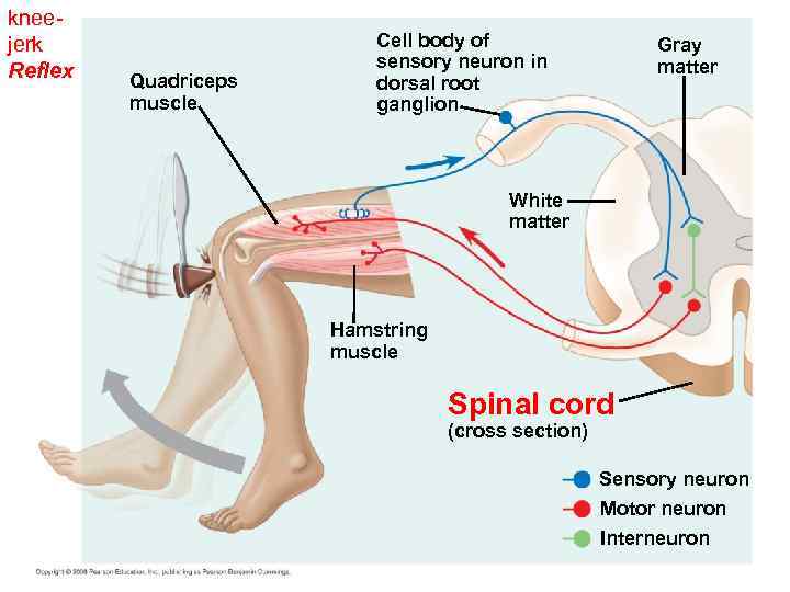 kneejerk Reflex Quadriceps muscle Cell body of sensory neuron in dorsal root ganglion Gray