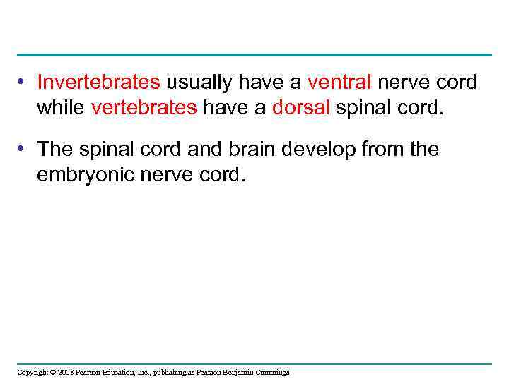  • Invertebrates usually have a ventral nerve cord while vertebrates have a dorsal