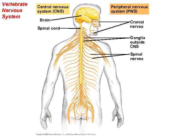 Vertebrate Nervous System Central nervous system (CNS) Brain Spinal cord Peripheral nervous system (PNS)