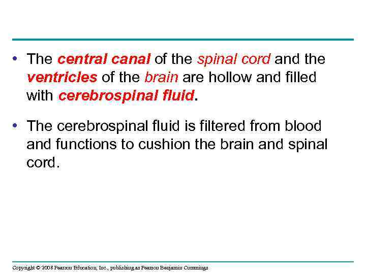  • The central canal of the spinal cord and the ventricles of the