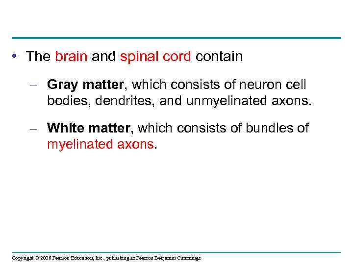  • The brain and spinal cord contain – Gray matter, which consists of