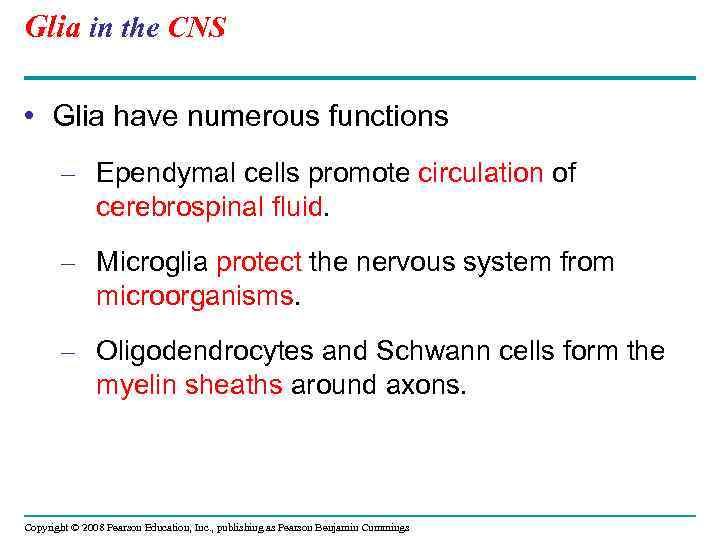 Glia in the CNS • Glia have numerous functions – Ependymal cells promote circulation