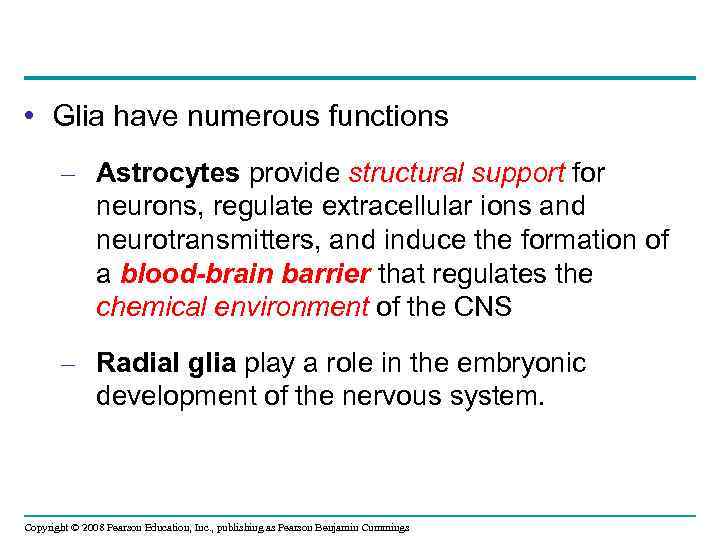  • Glia have numerous functions – Astrocytes provide structural support for neurons, regulate