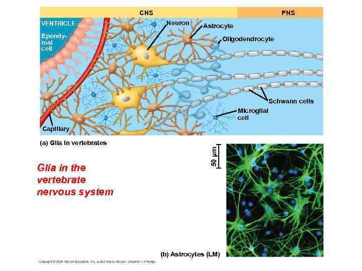 PNS CNS VENTRICLE Neuron Astrocyte Ependymal cell Oligodendrocyte Schwann cells Microglial cell Capillary Glia