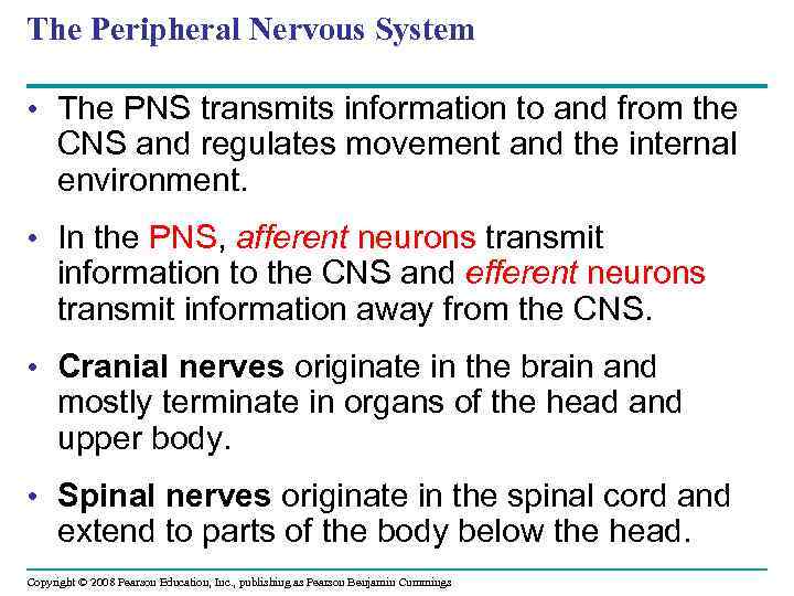 The Peripheral Nervous System • The PNS transmits information to and from the CNS