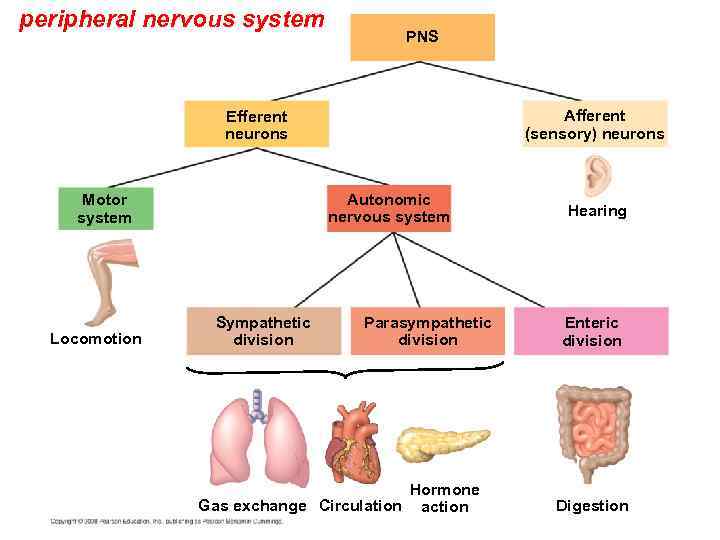 peripheral nervous system PNS Afferent (sensory) neurons Efferent neurons Autonomic nervous system Motor system