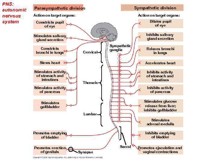 PNS: autonomic nervous system Sympathetic division Parasympathetic division Action on target organs: Constricts pupil