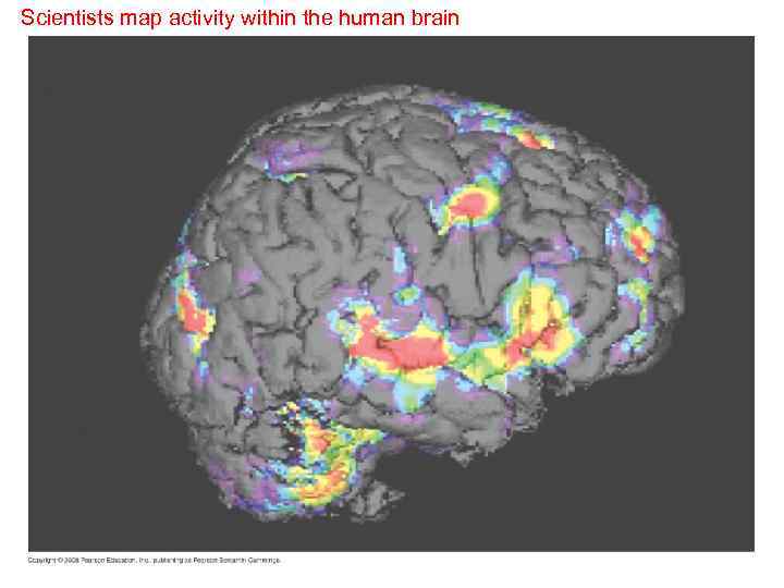 Scientists map activity within the human brain 