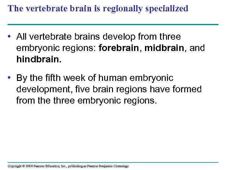 The vertebrate brain is regionally specialized • All vertebrate brains develop from three embryonic