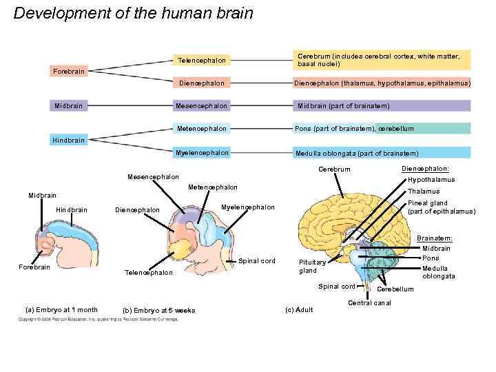 Development of the human brain Cerebrum (includes cerebral cortex, white matter, basal nuclei) Telencephalon