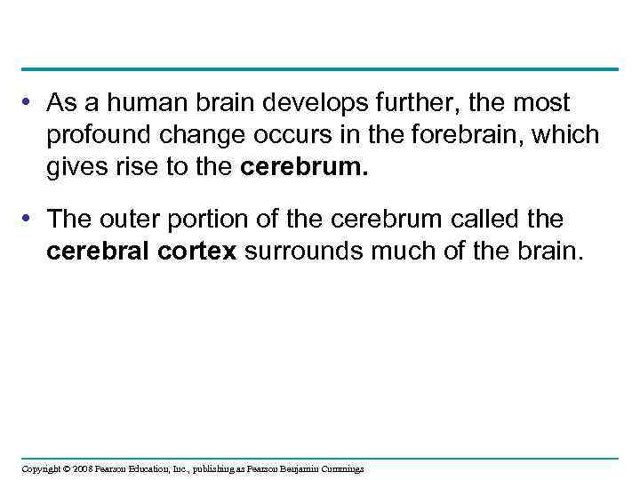  • As a human brain develops further, the most profound change occurs in