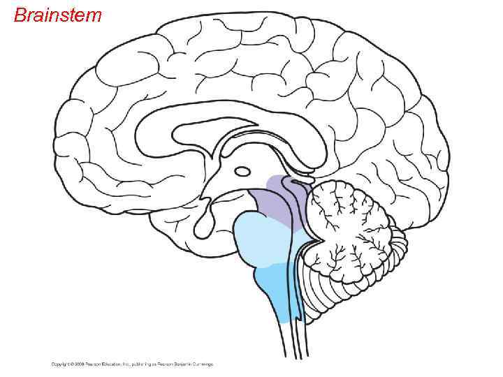 Brainstem 