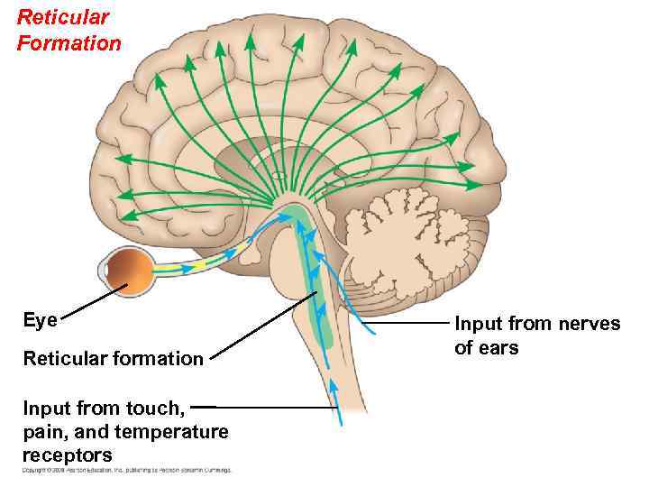 Reticular Formation Eye Reticular formation Input from touch, pain, and temperature receptors Input from