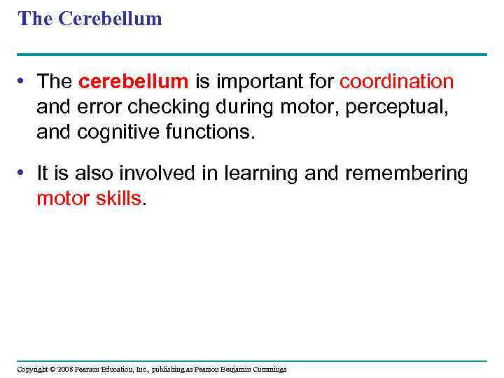 The Cerebellum • The cerebellum is important for coordination and error checking during motor,