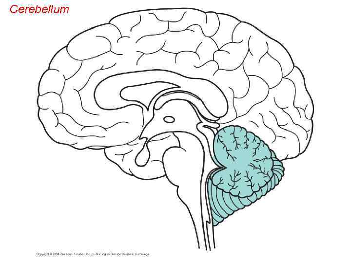 Cerebellum 