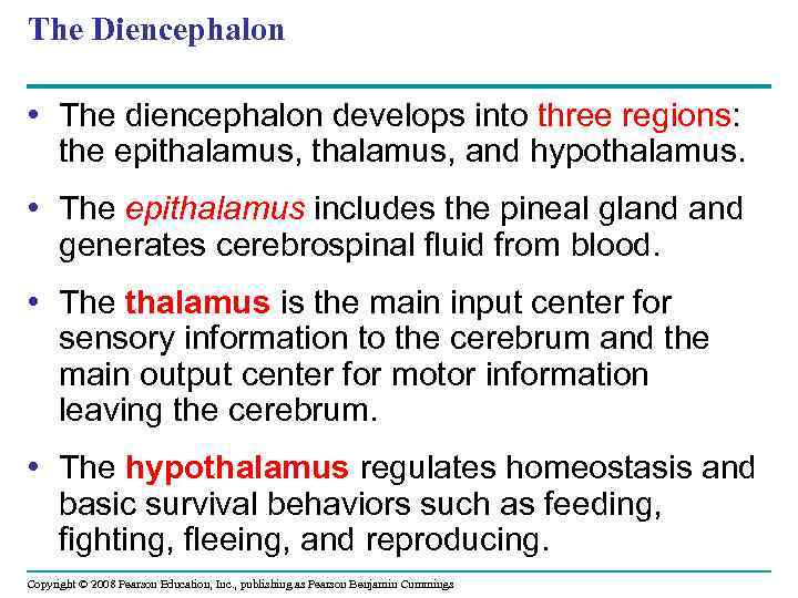 The Diencephalon • The diencephalon develops into three regions: the epithalamus, and hypothalamus. •